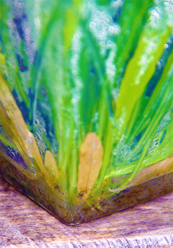 Flora Art Photography Houston Museum Exhibition