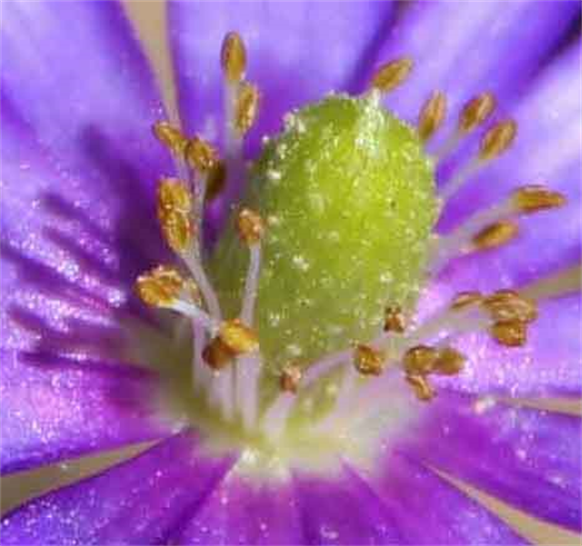 Flora Art Photography