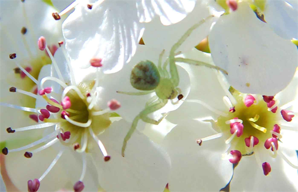Flora Art Photography
