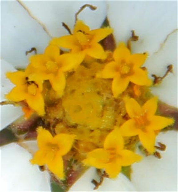 Flora Art Photography