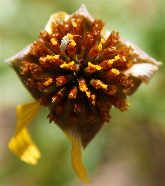 Flora Art Photography