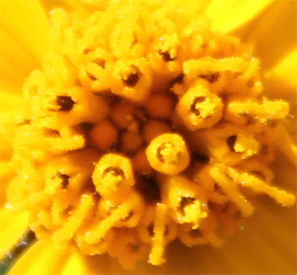 Flora Art Photography