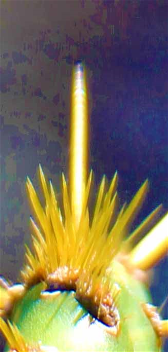 Flora Art Photography Houston Museum Exhibition